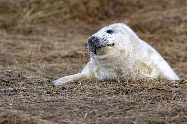 Cachorro de foca gris mientras se relaja en la playa en Gran Bretaña —  Fotos de Stock