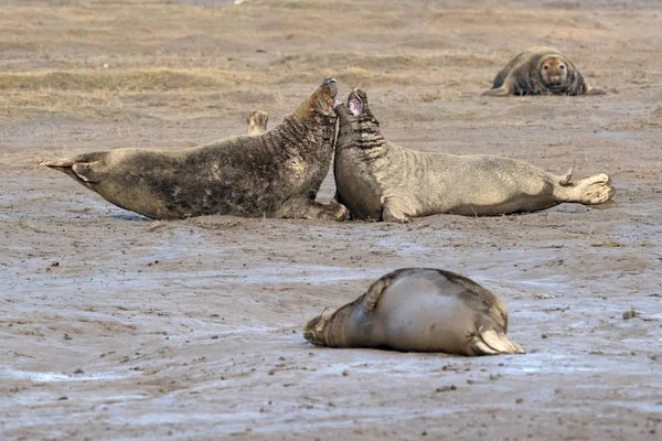 Mužské Tuleň Kuželozubý Při Bojích Donna Nook Lincolnshire Beach — Stock fotografie