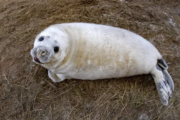 Cucciolo Foca Grigia Mentre Rilassa Sulla Spiaggia Donna Nook Lincolnshire — Foto Stock