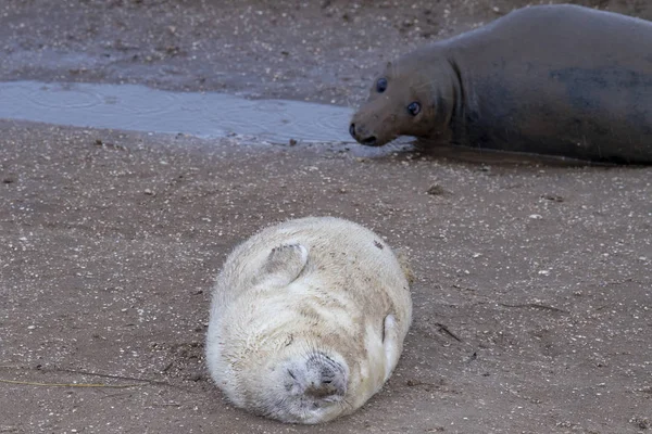 Grijze Zeehond Puppy Terwijl Ontspannen Donna Nook Lincolnshire Strand Engeland — Stockfoto