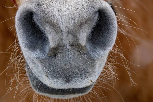 Nariz Caballo Nieve Detalle Cerca —  Fotos de Stock