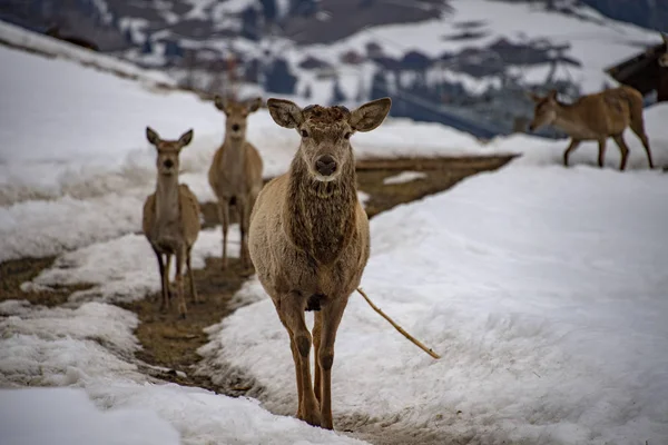 Neve Cervi Ritratto Guardando Voi — Foto Stock
