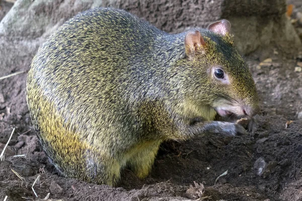 上に上げた Aguti 森林野生動物に食べながら南アメリカ — ストック写真