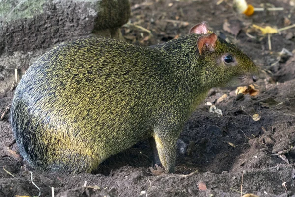 上に上げた Aguti 森林野生動物南アメリカ — ストック写真