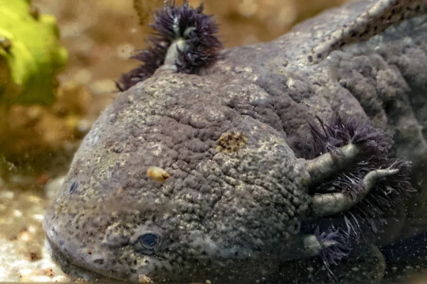 Axolotl Onderwater Portret Close — Stockfoto