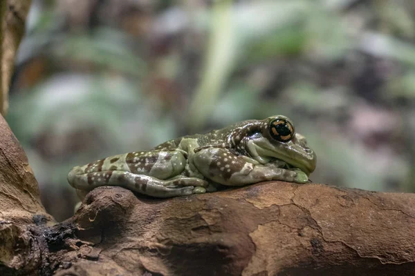 ジュウジメドクアマガエルの肖像画をクローズ アップ — ストック写真