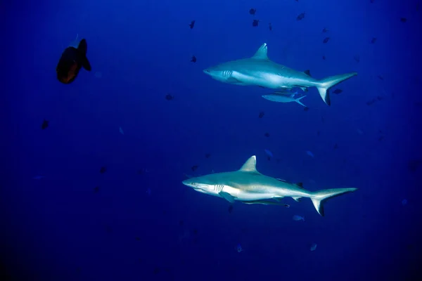 Bílý Žralok Šedý Čelisti Zblízka Portrétní Při Pohledu Vás Při — Stock fotografie