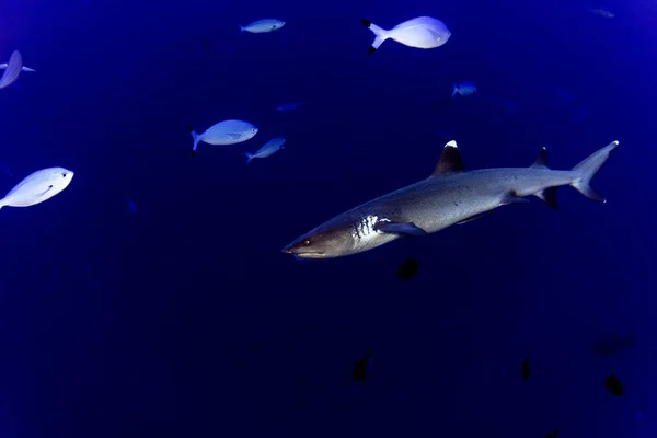 Weißspitzenriff Hai Kiefer Nahaufnahme Porträt Während Sie Beim Tauchen Auf — Stockfoto