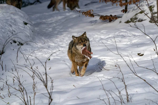 Волк Снегу Зимой — стоковое фото