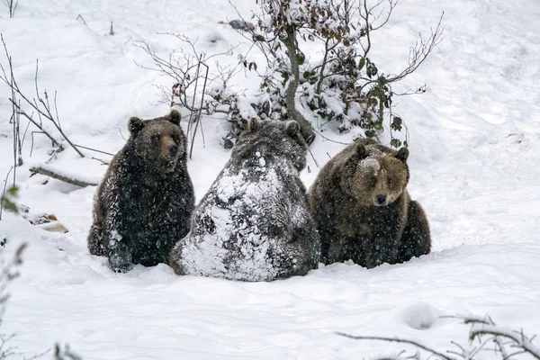 Brunbjörn Snön Vinter — Stockfoto