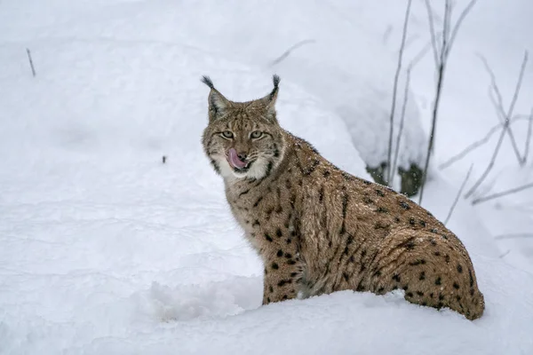 Lynx Sněhu Při Pohledu Vás — Stock fotografie