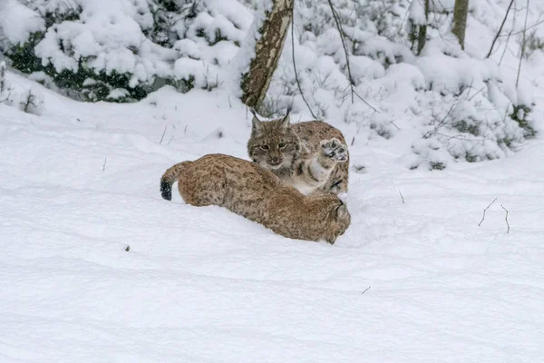 Lodjur Snön Medan Striderna — Stockfoto