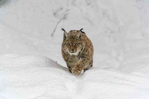 Lince Nella Neve Mentre Guarda — Foto Stock