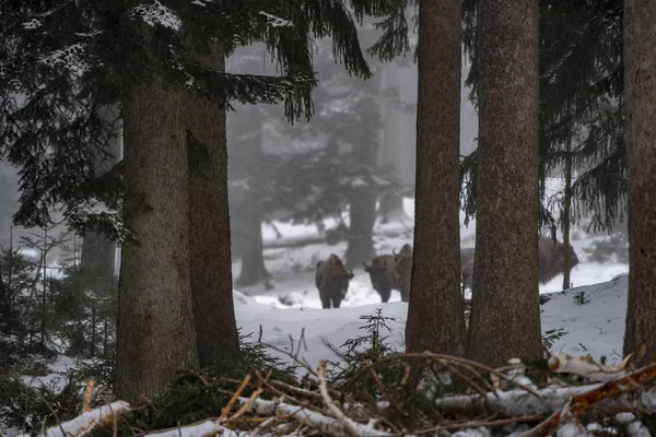 Bisonbüffel Winter Schnee — Stockfoto