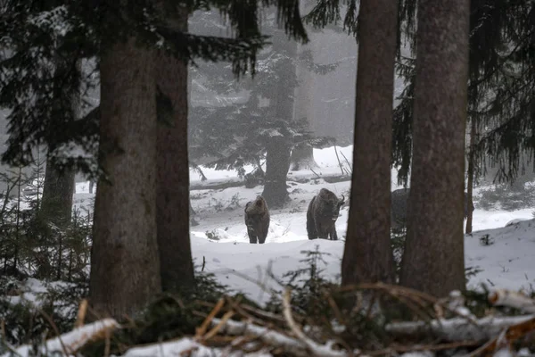 Bisonbüffel Winter Schnee — Stockfoto