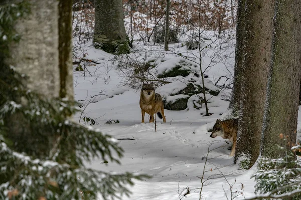 Wolf Schnee Winter — Stockfoto