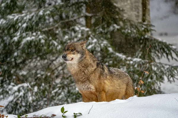 Lobo Nieve Invierno —  Fotos de Stock