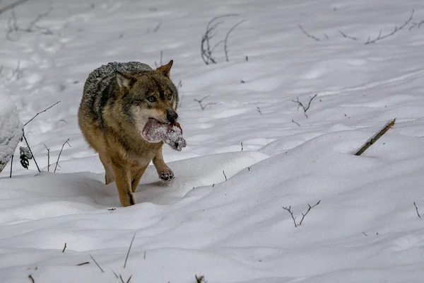 Lobo Neve Inverno — Fotografia de Stock