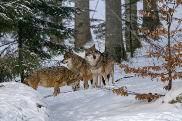 冬の雪の中の狼 — ストック写真
