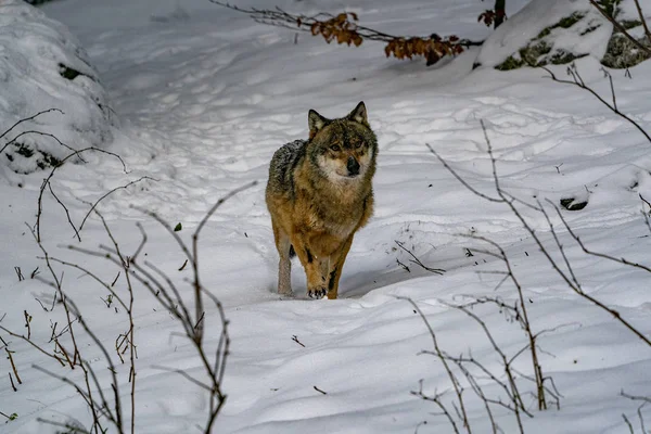 Varg Snön Vintern — Stockfoto