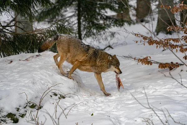 Varg Snön Vintern — Stockfoto