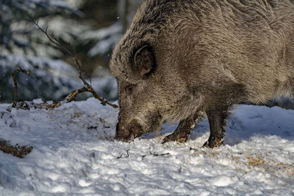 Sanglier Dans Neige Hiver — Photo