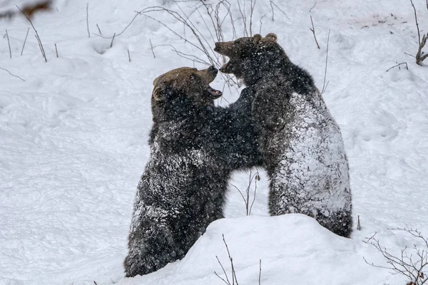 冬の雪の中での戦闘中のヒグマ — ストック写真