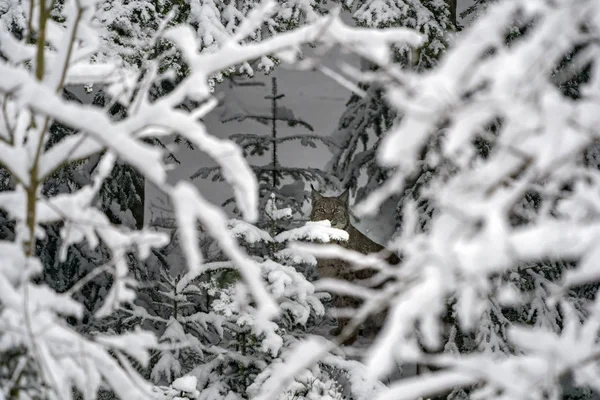 Lynx Ormanın Içinde Saklanırken Süre Karda — Stok fotoğraf