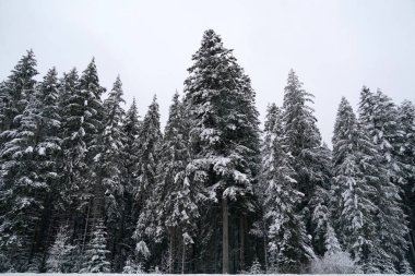 Kışın kar yağışı sırasında orman