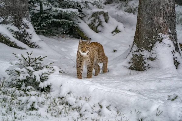 Lynx Dans Neige Vous Regardant — Photo