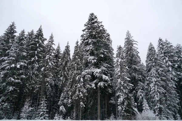 Floresta enquanto neva no inverno — Fotografia de Stock