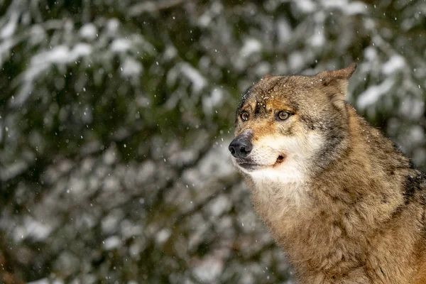 Lobo Nieve Invierno — Foto de Stock