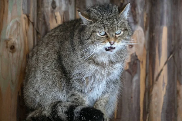 Retrato Gato Selvagem Floresta Pronto Para Atacar — Fotografia de Stock