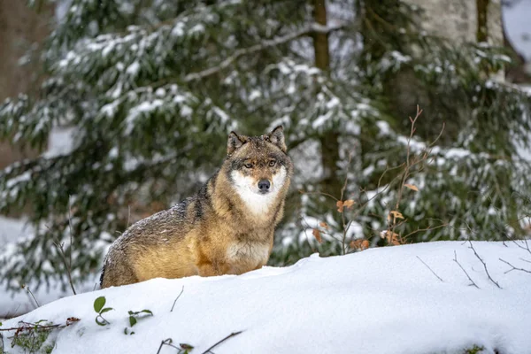 Lobo Nieve Invierno —  Fotos de Stock