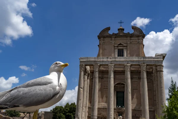 海鸥在皇家论坛罗马意大利 — 图库照片