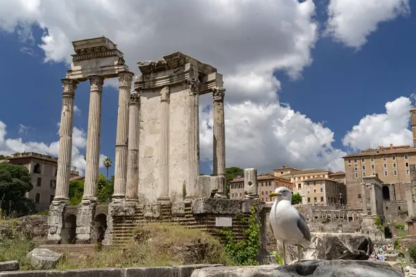 Gabbiano Foro Imperiale Roma Italia — Foto Stock