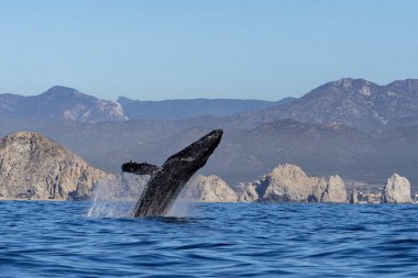 Pasifik Okyanusu arka planda cabo san'kambur balina ihlal lucas Meksika