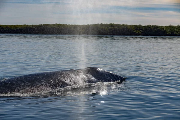 Szürke Bálna Anya Fúj Baja California Pacific Ocean — Stock Fotó