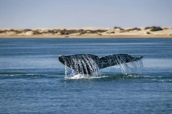 Γκρίζα Φάλαινα Ουρά Πηγαίνει Κάτω Στον Ειρηνικό Ωκεανό — Φωτογραφία Αρχείου
