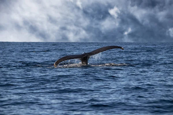 Ballena Jorobada Buceando Sobre Fondo Oceánico Pacífico Cabo San Lucas —  Fotos de Stock