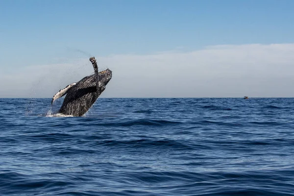 座头鲸捕鲸在太平洋背景在卡沃圣卢卡斯墨西哥 — 图库照片