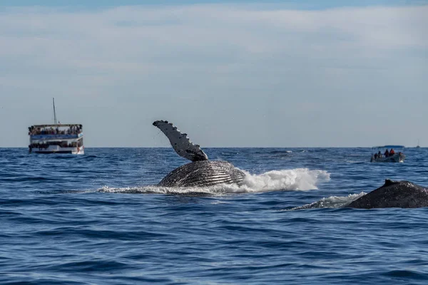 Ballena Jorobada Rompiendo Sobre Fondo Oceánico Pacífico Cabo San Lucas —  Fotos de Stock