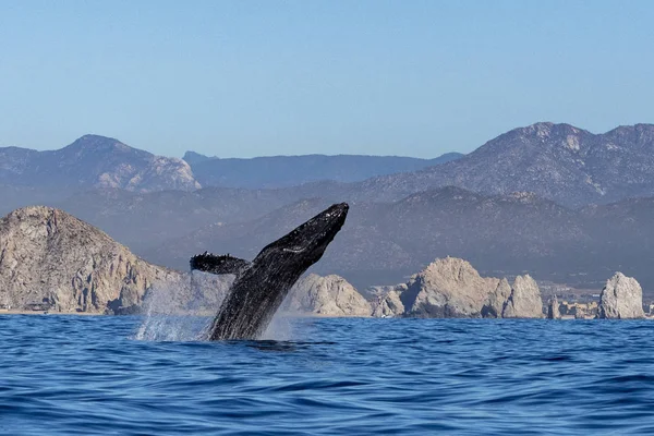 Humpback Whale Breaching Pacific Ocean Background Cabo San Lucas Mexico — Stock Photo, Image