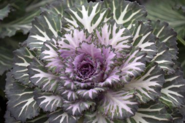 ornamental cauflower plant close up