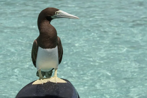 Brun Booby Havssula Franska Polynesien Båt Motor — Stockfoto