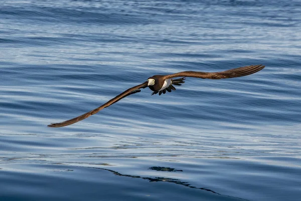 Коричневые Сиськи Gannet Французской Полинезии — стоковое фото