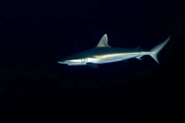 Vit Grå Shark Jaws Närbild Porträtt Medan Tittar Dig Medan — Stockfoto