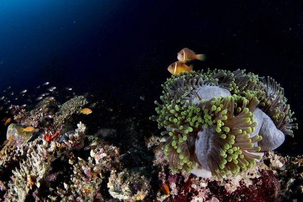 Färgglada Undervattenslandskap Med Anemone Clown Fisk Djupa Blå Havet Maldiverna — Stockfoto