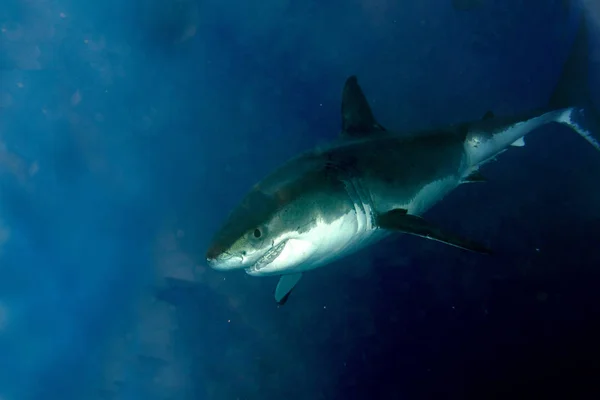 Μεγάλος Λευκός Καρχαρίας Ενώ Έρχονται Σας Φόντο Βαθύ Μπλε Ωκεανό — Φωτογραφία Αρχείου