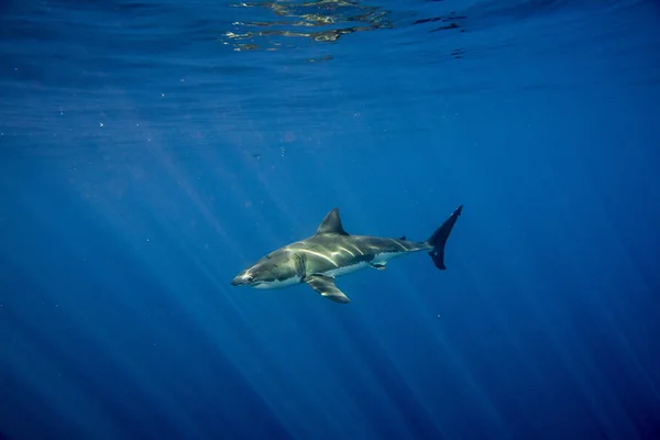 Grande Tubarão Branco Vir Até Você Fundo Oceano Azul Profundo — Fotografia de Stock